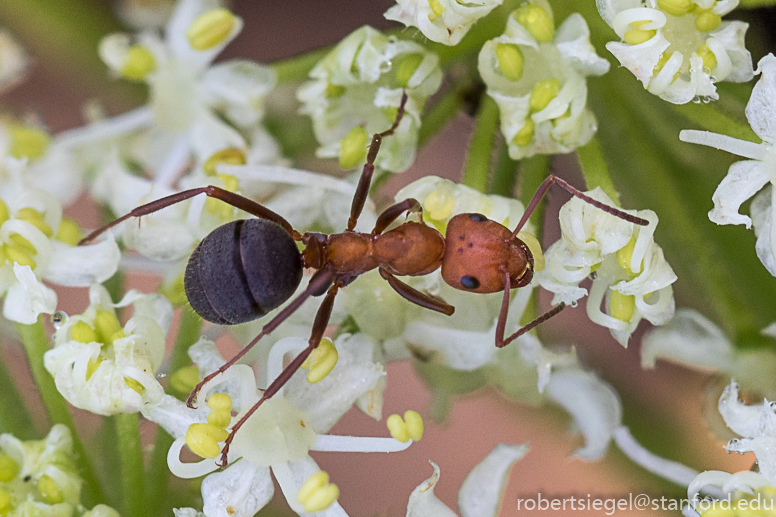 ant on flower